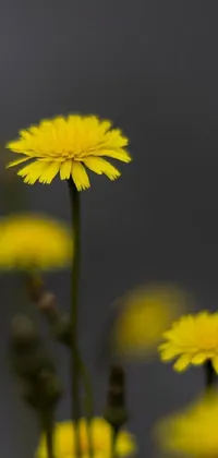 This mobile live wallpaper boasts a captivating close-up of a bunch of yellow flowers against a green meadow backdrop