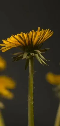 This phone live wallpaper showcases a vivid macro photograph of yellow flowers in full bloom