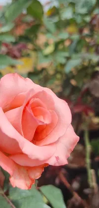 This phone live wallpaper showcases a lovely pink rose in a garden close-up