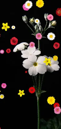 Enhance your phone screen's visual appeal with this stunning live wallpaper of a white verbena flower on a black backdrop