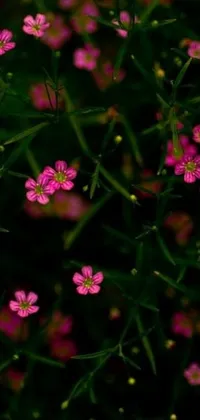 This phone live wallpaper features a stunning close-up of pretty pink flowers