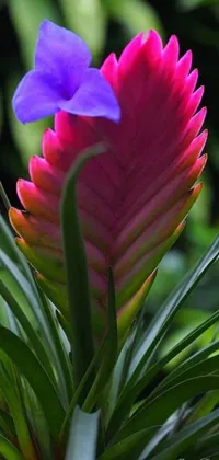 This phone live wallpaper is a beautiful tropical style design featuring a pink and blue flower resting on top of a green plant
