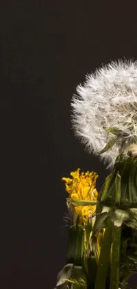 This phone live wallpaper showcases a stunningly realistic close-up of a dandelion on a sleek black background with a group of bright yellow flowers scattered around