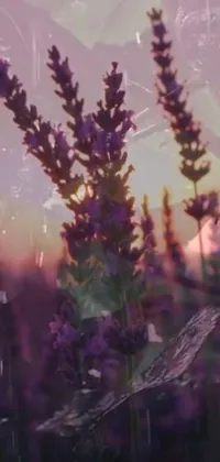 This phone live wallpaper depicts a beautiful field of purple flowers set against a breathtaking mountain range