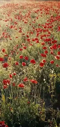 Introducing a beautiful live wallpaper: a scenic field filled with vibrant red flowers