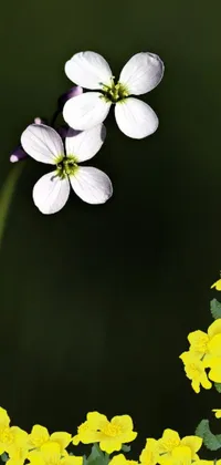 This phone live wallpaper showcases a beautiful macro photograph of a group of flowers on a lush green field