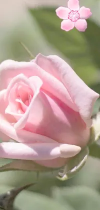 This phone live wallpaper showcases a lovely digital rendering of a pink rose, set against a light pink hue