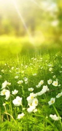 This phone live wallpaper features a lush green meadow with a field of white flowers, set against a beautiful sun-drenched background