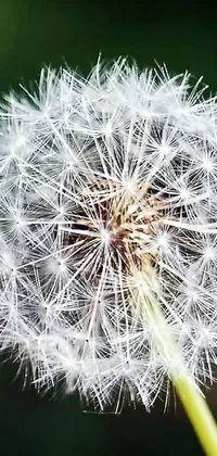 This phone live wallpaper features a stunning macro photograph of a dandelion, with delicate and feathery seeds