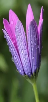 Looking for a stunning live wallpaper to spruce up your phone? Look no further! Our phone wallpaper showcases a vibrant purple flower with droplets of water adorning its petals, sitting atop a tall stem with a giant corn flower head