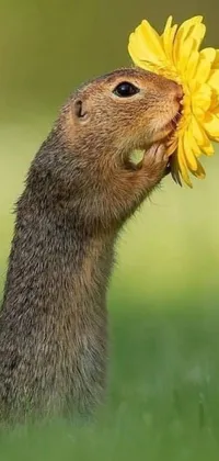 Introducing a lovely live wallpaper for phone featuring a squirrel with a flower in its mouth and a beautiful sunflower background