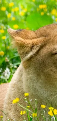 This dynamic phone live wallpaper features a majestic lion up-close against a vibrant field of flowers