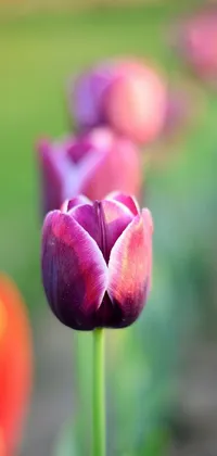 This phone live wallpaper features a stunning field of blooming purple tulips set against a warm and sunny orange background