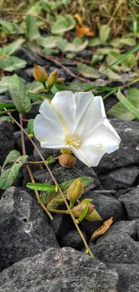 This beautiful phone live wallpaper captures the essence of natural beauty with a stunning image of a white flower sitting on rocks
