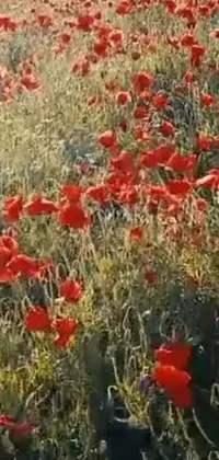 This live wallpaper captures a field filled with vibrant red flowers