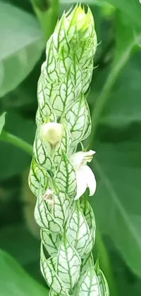 This phone live wallpaper features a beautiful close-up of a plant with green leaves, inspired by natural elements like Carpoforo Tencalla, salvia droid, and corn