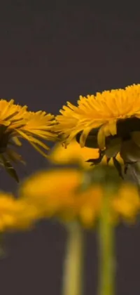 This phone live wallpaper showcases a photorealistic close-up of yellow flowers, specifically a cluster of intricate dandelions