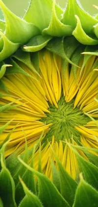 This live phone wallpaper showcases the center of a bright yellow sunflower