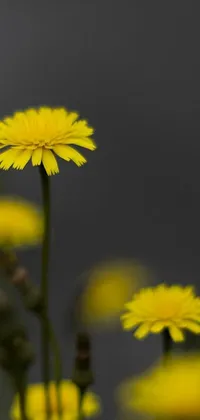 Introducing a stunning live wallpaper for your phone featuring a close-up photograph of vibrant yellow flowers, captured in microscopic detail by a talented photographer