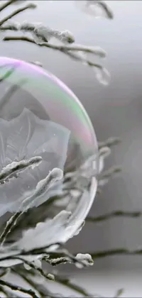 This phone live wallpaper features a serene soap bubble on a tree branch, a mesmerizing frozen ice phoenix egg, and a magnificent flower interior