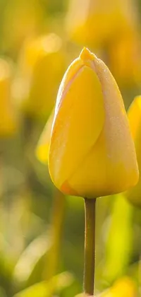Get ready to enjoy a mesmerizing live wallpaper for your phone! This wallpaper captures a beautiful field of yellow tulips, basking in the warm glow of a sunny day