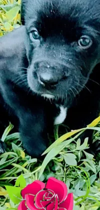 This stunning phone live wallpaper showcases a black puppy sitting in tall grass alongside a vibrant red rose