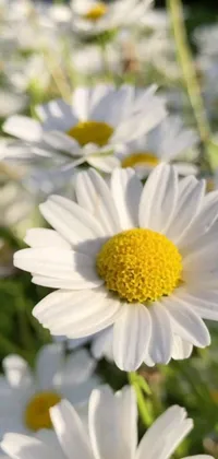 This phone live wallpaper features a beautiful field of white flowers with yellow centers and a portrait of a woman playing the piano in the center