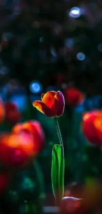 This stunning phone live wallpaper showcases a vibrant tulip, standing front and center within a field of beautiful flowers
