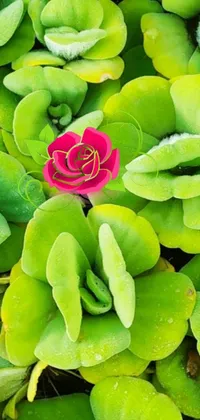 Enhance your phone screen with a stunning live wallpaper featuring a pink flower surrounded by green leaves