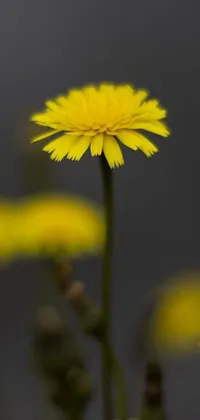 This is an impressive live wallpaper that portrays a close-up shot of a vibrant yellow flower in a field