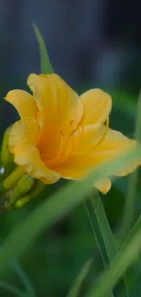 This yellow-orange lily flower live wallpaper displays a stunning image captured by Phyllis Ginger