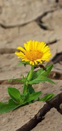 This phone live wallpaper showcases a stunning image of a vibrant yellow flower growing in the dry desert terrain of Sri Lanka