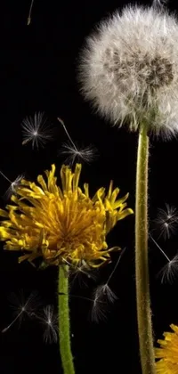 This phone live wallpaper depicts two dandelions gracefully moving in the wind against a black backdrop