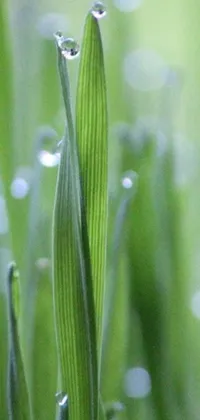 This phone live wallpaper showcases a close-up of a plant with water droplets and realistic grass