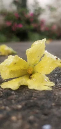 This live wallpaper displays a striking yellow flower lying on wet pavement