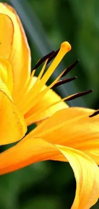 This phone live wallpaper has a stunning yellow flower with a green backdrop and a blurry layered background