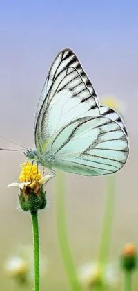 Looking for a stunning live wallpaper for your phone? Look no further than this beautiful wallpaper featuring a delicate butterfly perched upon a fragrant pink flower