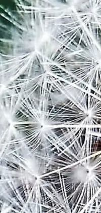 This stunning live wallpaper features a close-up of a dandelion on a vibrant green background