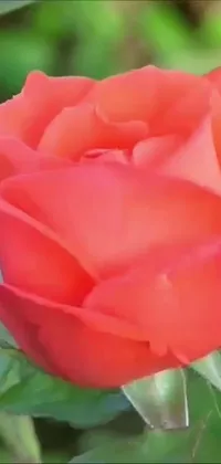 This lively phone live wallpaper features a vibrant close-up of a red rose with crisp green leaves