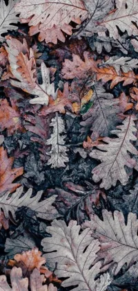 This live wallpaper features a picturesque scene of autumn leaves scattered on the ground amidst the tranquil ambience of an ancient oak forest