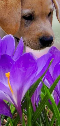 This phone live wallpaper showcases a captivating picture of a small dog among lovely violet irises