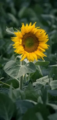 This stunning live wallpaper depicts a close up of a sunflower in a field, complete with a clear blue sky in the background
