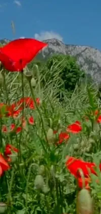 This phone live wallpaper showcases a stunning field of red flowers against a backdrop of towering mountains