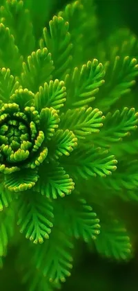 This beautiful phone live wallpaper showcases a close-up view of a green-leafed plant captured in macro detail