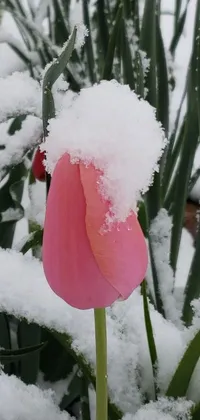 This close-up live phone wallpaper captures the delicate beauty of a pink tulip draped in snow against a winter garden backdrop