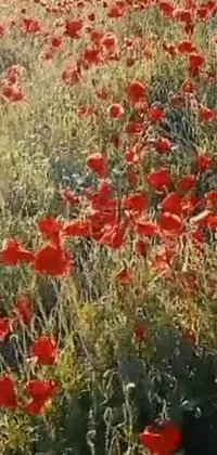 This live wallpaper features a field of red blooms in glorious sunlight