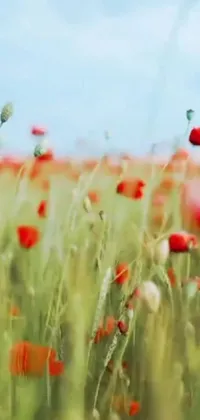 This live wallpaper for your mobile device highlights the beauty of nature with its stunning display of red wildflowers and tall grasses