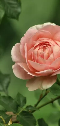 This stunning phone live wallpaper features a close-up view of a beautiful pink rose in shades of peach, gently swaying in the breeze