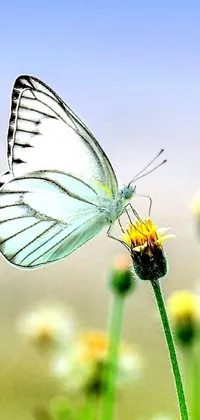 This stunning phone live wallpaper showcases an exquisite painting of an elegant butterfly resting on a breathtaking flower