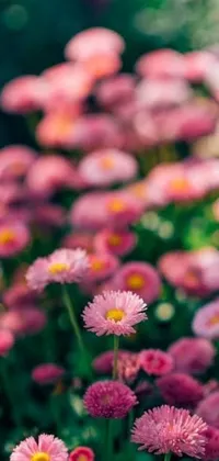 This live phone wallpaper features a stunning pink flower field with chrysanthemum eos-1d flowers set against a vibrant green background